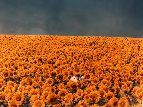 Sunflowermask
