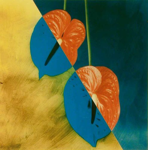 Araceae Anthurium
