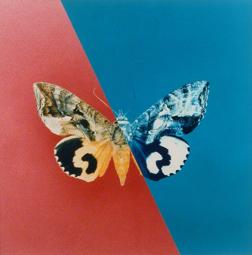 Vlinder