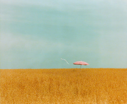 Cornfield