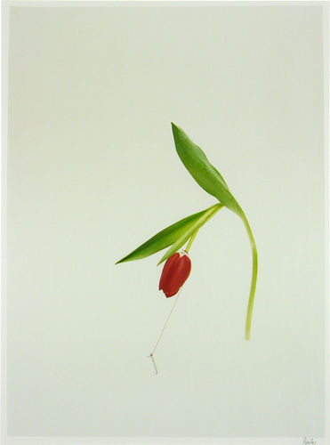 Tulp