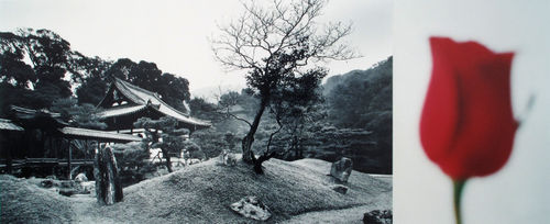 Kodai-ji (red rose)